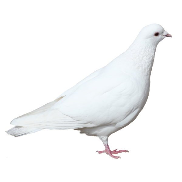 Белый голубь на белом фоне