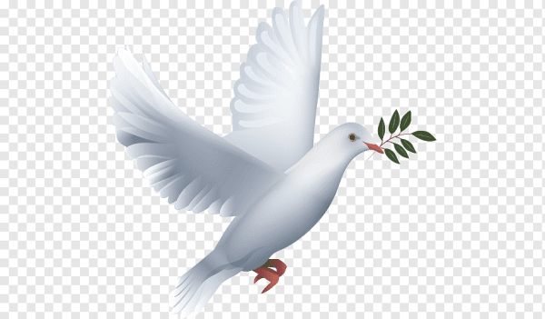 Голубь с веточкой в клюве