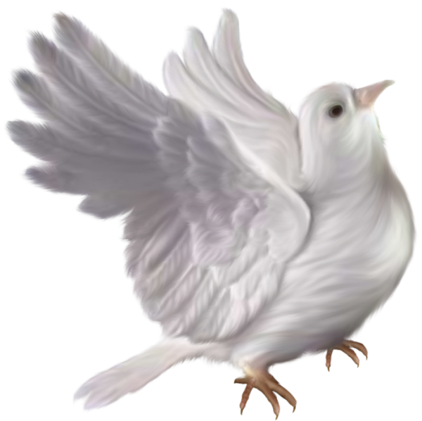 Белый голубь