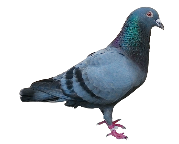 Голубь без фона