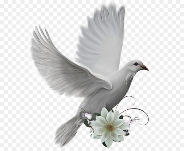 Белый голубь