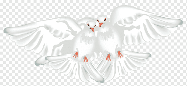 Свадебные голуби