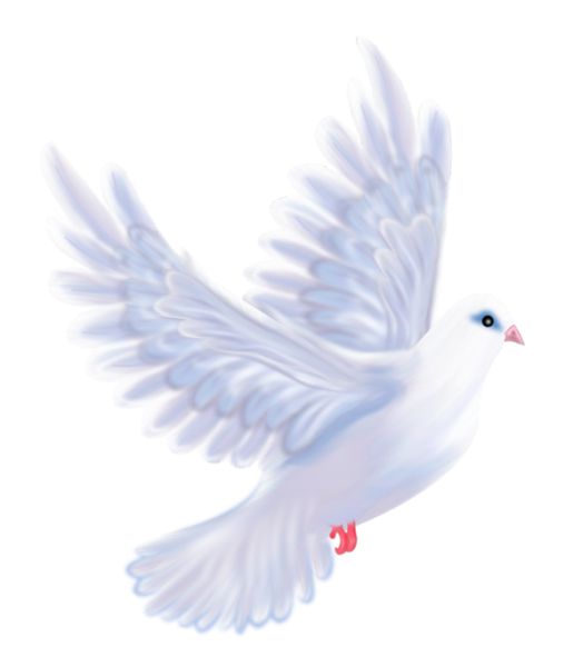 Голубь на прозрачном фоне