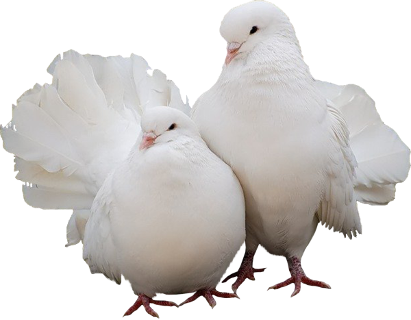 Белый голубь