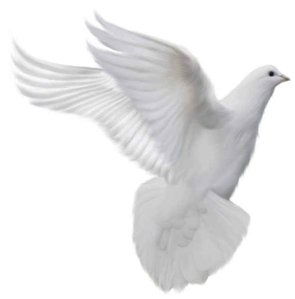 Белый голубь