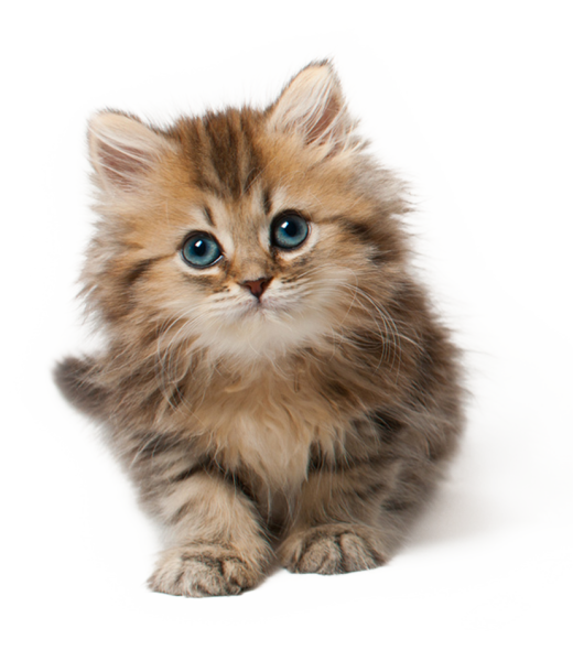 Пушистая кошка