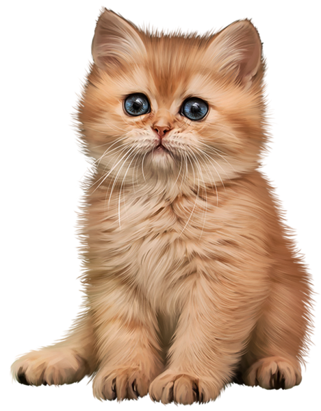 Котенок на прозрачном фоне