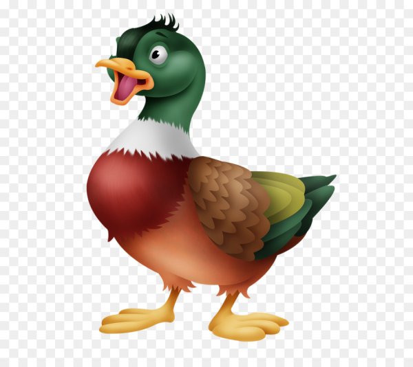 Селезень вектор