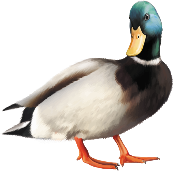 Селезень на белом фоне