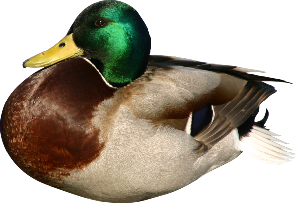 Утка на белом фоне