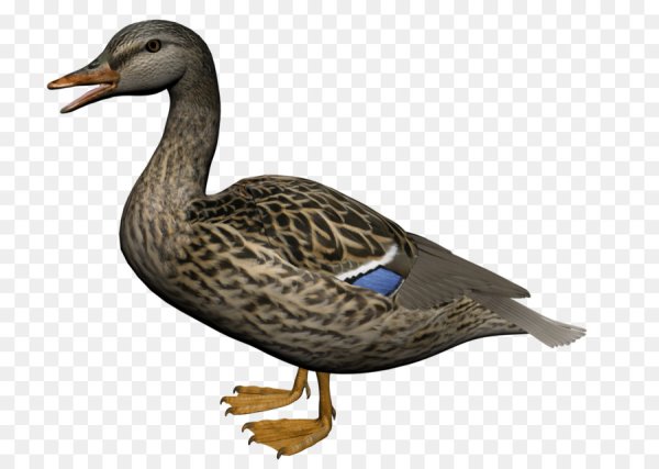 Утки на белом фоне