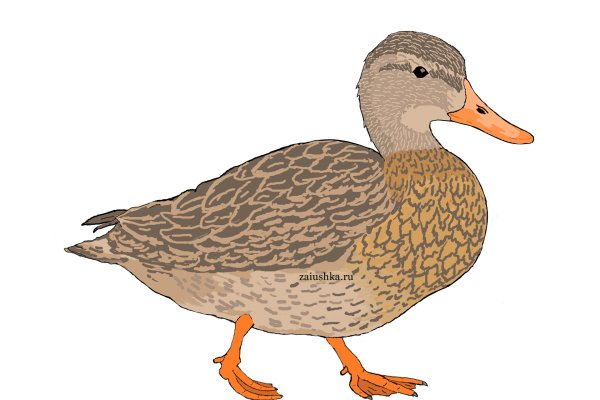 Утка рисунок