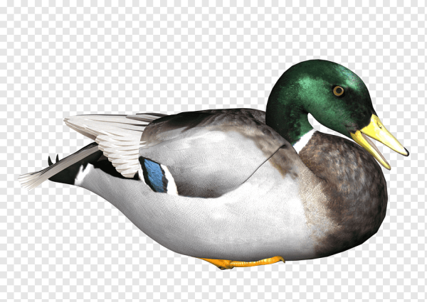 Селезень на белом фоне