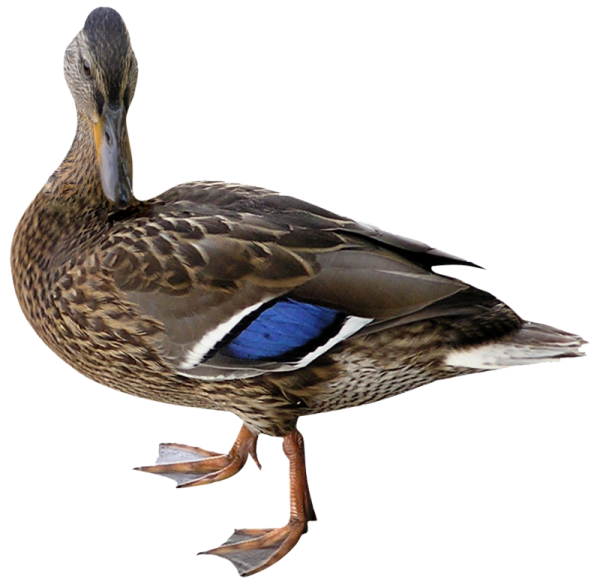 Утка на белом фоне