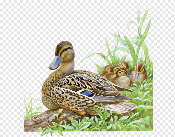 Утенок хромка пришвин