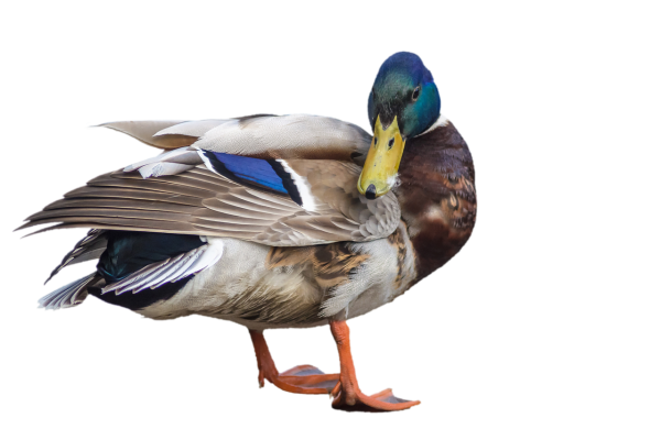 Утка кряква на белом фоне