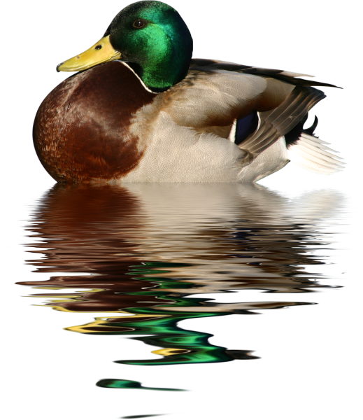 Дикие утки на белом фоне