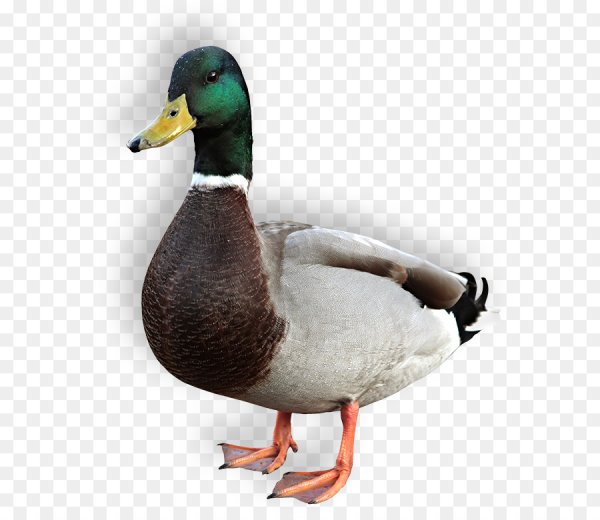 Селезень на белом фоне