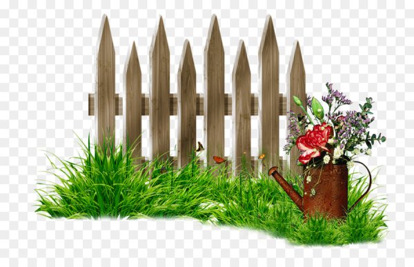 Трава у забора