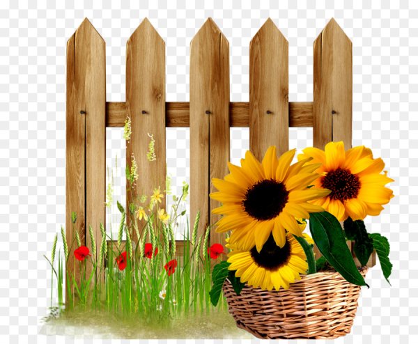 Забор с подсолнухами