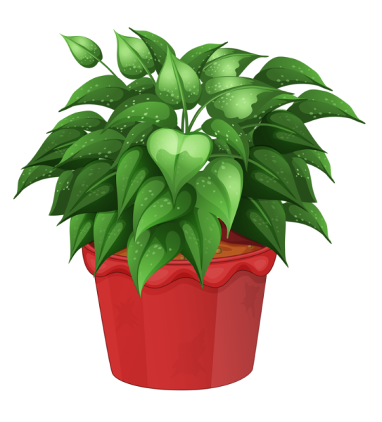 Цветок плантс