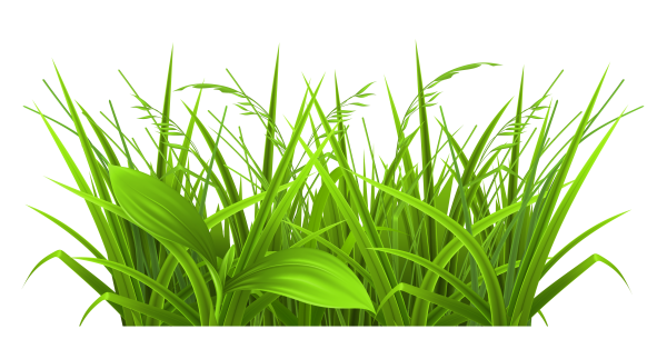 Трава на прозрачном фоне