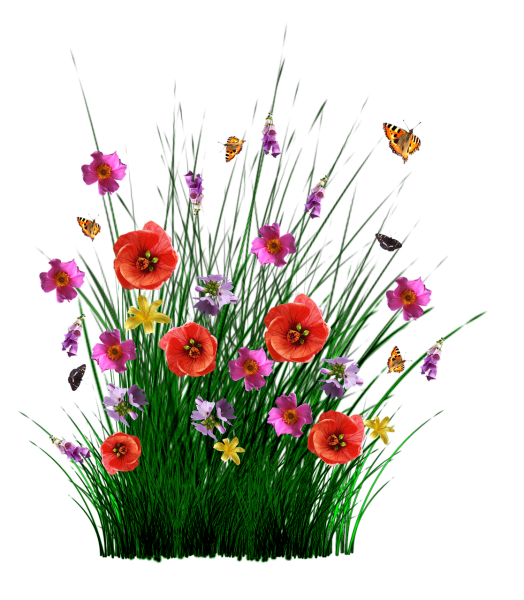 Полевые цветы на прозрачном фоне