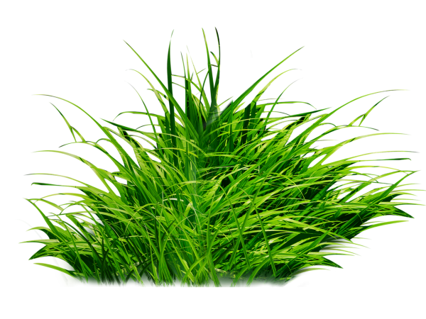 Трава с пушком