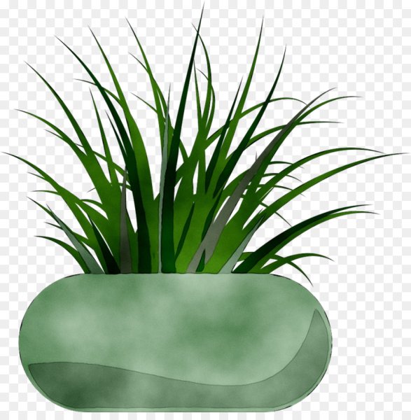 Растение в горшке вектор