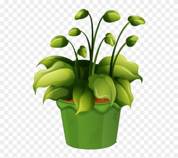 Зеленый цветок в горшке