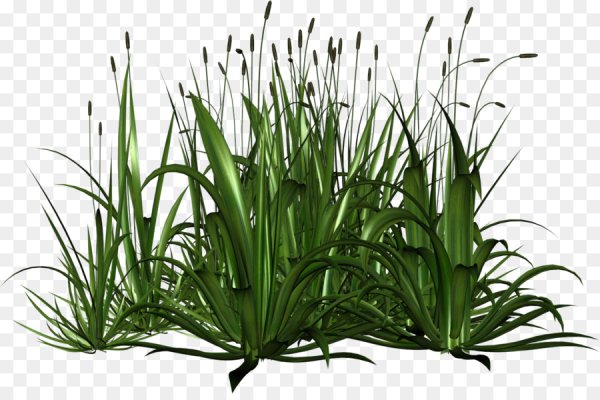 Травинки на прозрачном фоне