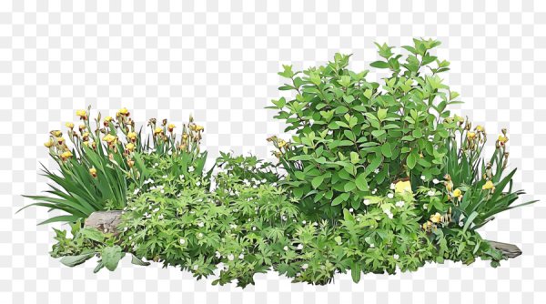 Растения на белом фоне