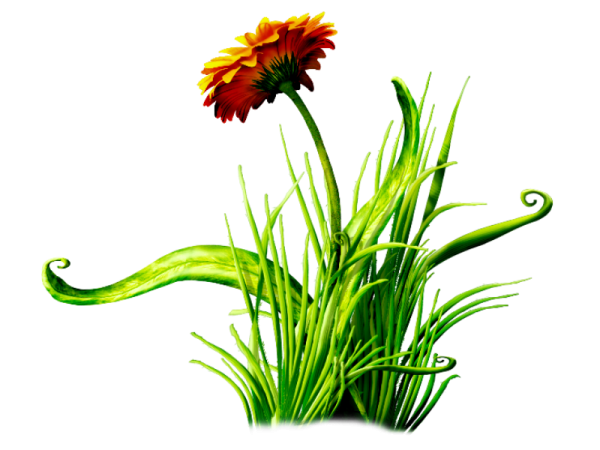 Разнотравье на прозрачном фоне