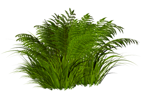 Тропические кусты