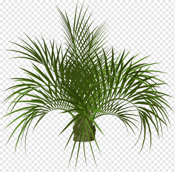Areca Palm Bush