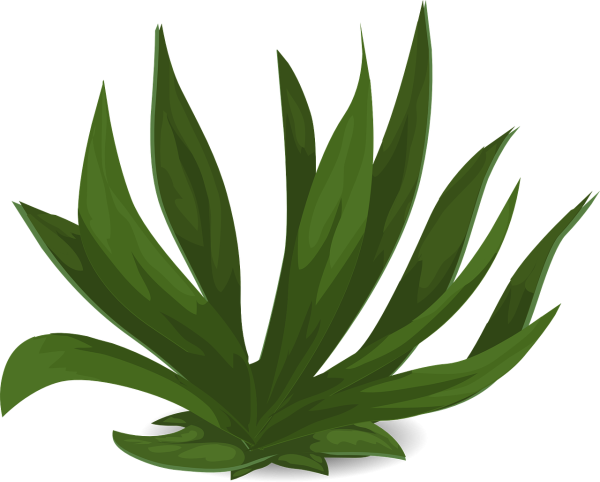 Растения клипарт