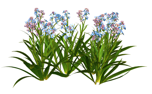 Растения на белом фоне