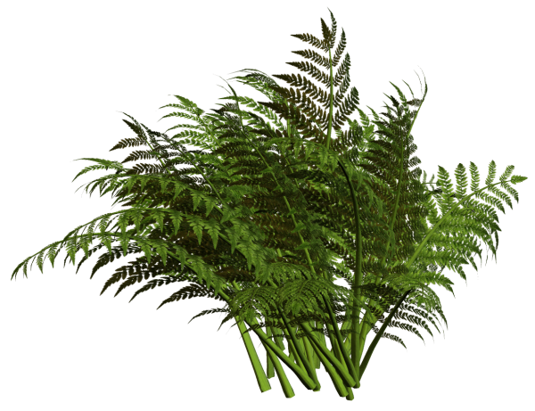 Папоротник куст