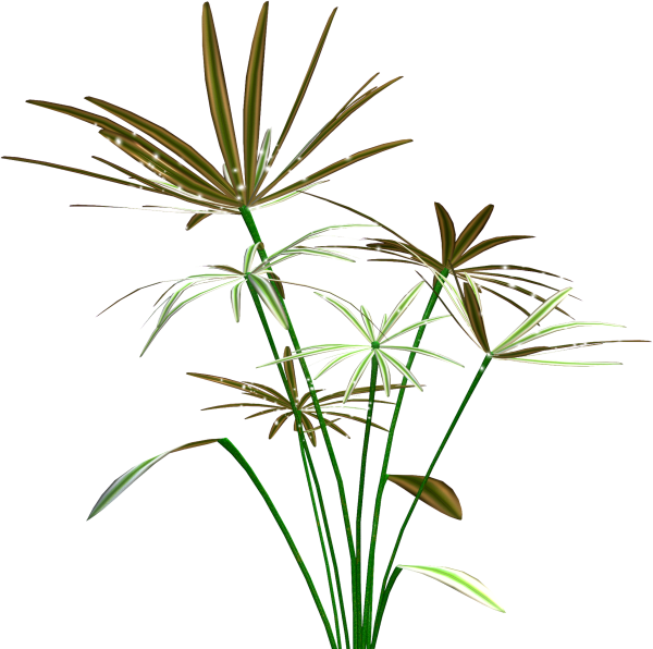 Растения на прозрачном фоне