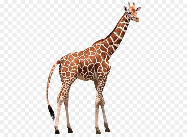 Жирафенок на белом фоне