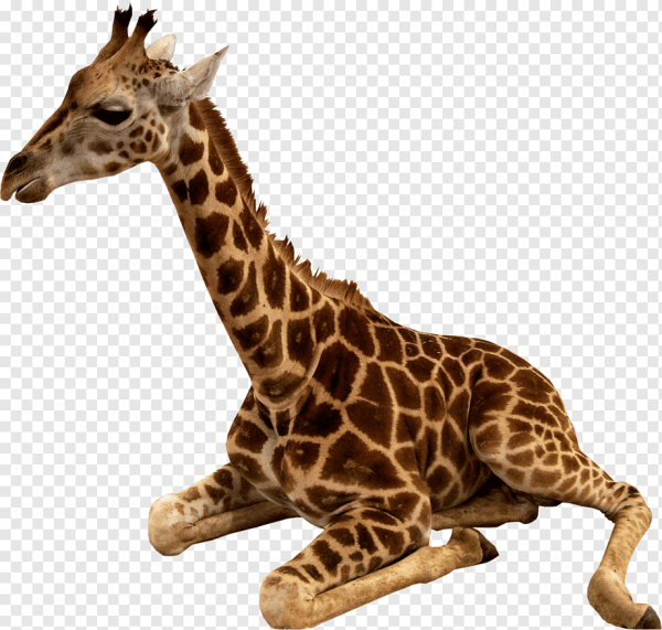 Жираф мультяшный