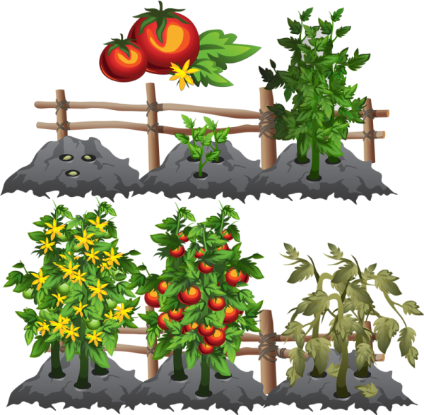 Помидоры на грядке для детей