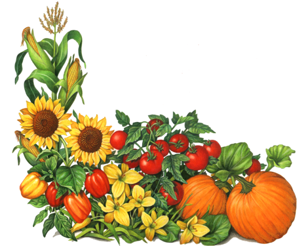 Овощи на грядке вектор