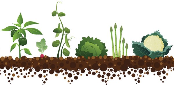 Овощи на грядке вектор