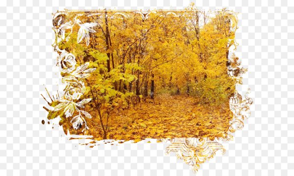 Осенний лес на прозрачном фоне