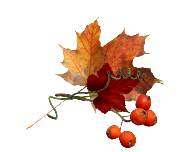 Осенний клипарт на прозрачном фоне