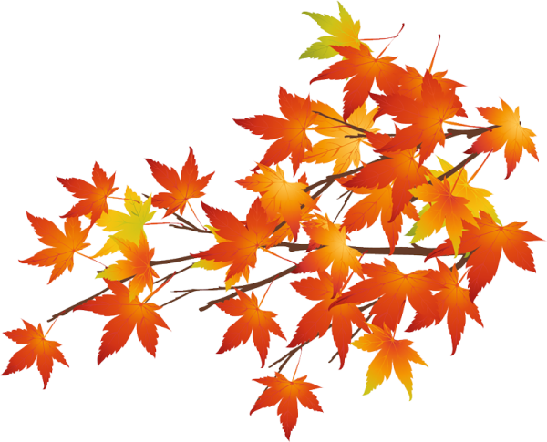Осенняя ветка клена на прозрачном фоне