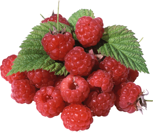 Лесные ягоды на белом