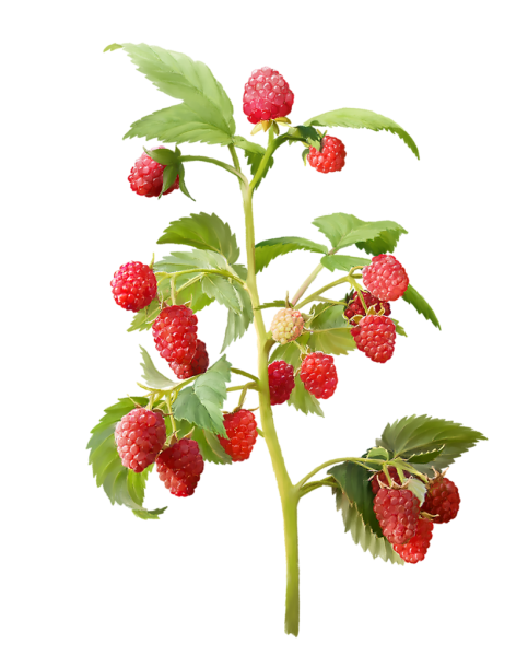 Малина клубника куст