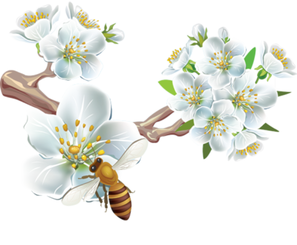 Ветка яблони в цвету